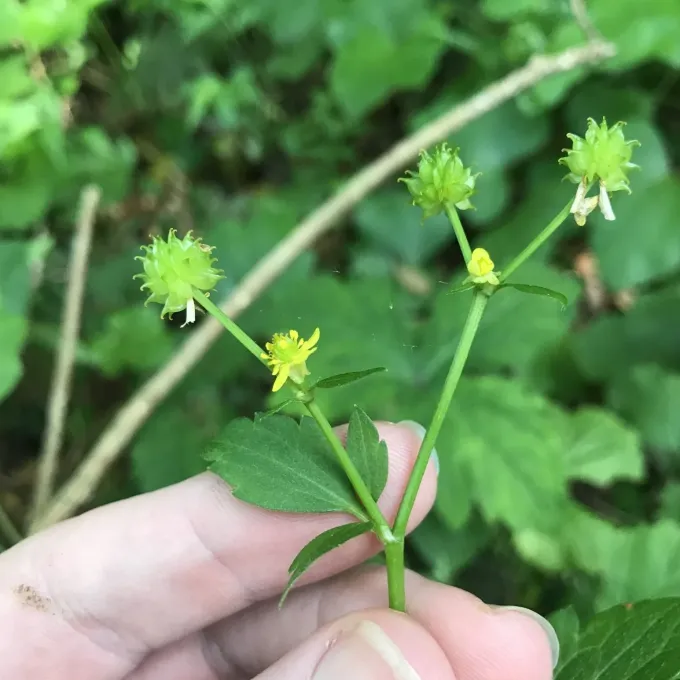 Silerleaf buttercup