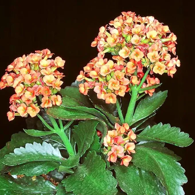 Kalanchoe globulifera