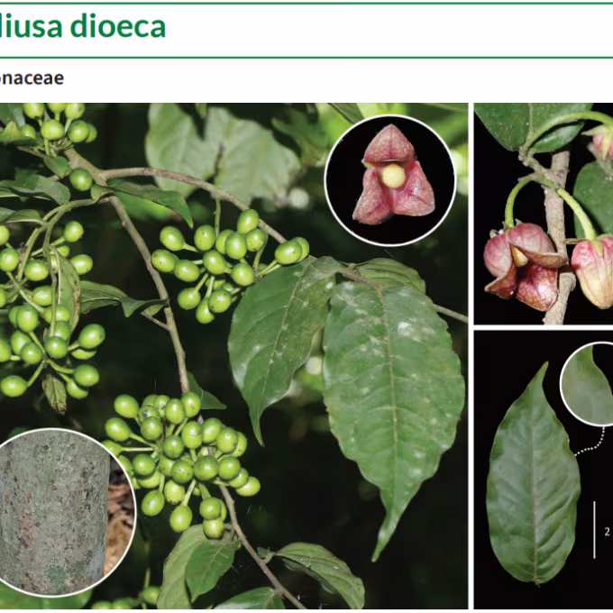 Miliusa dioeca