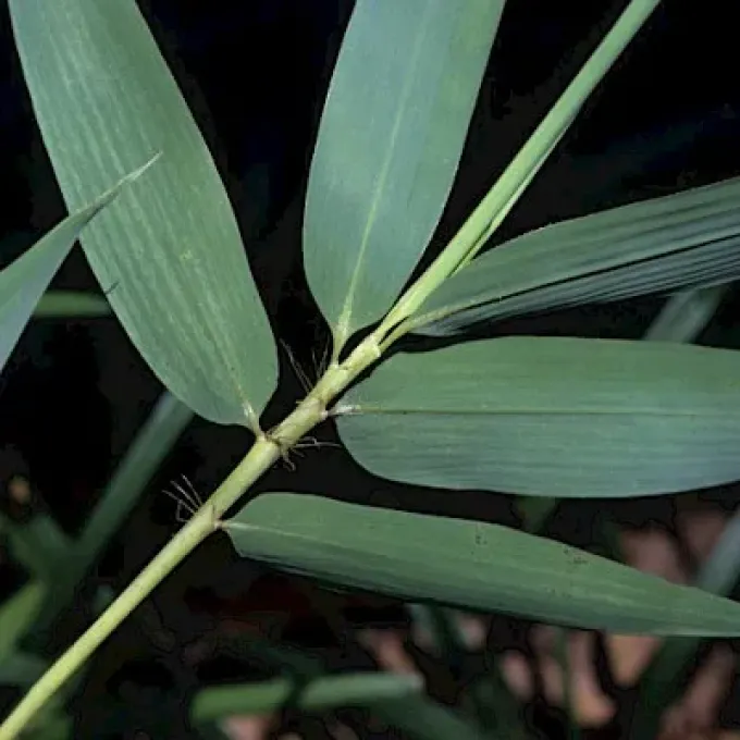 Meyer bamboo