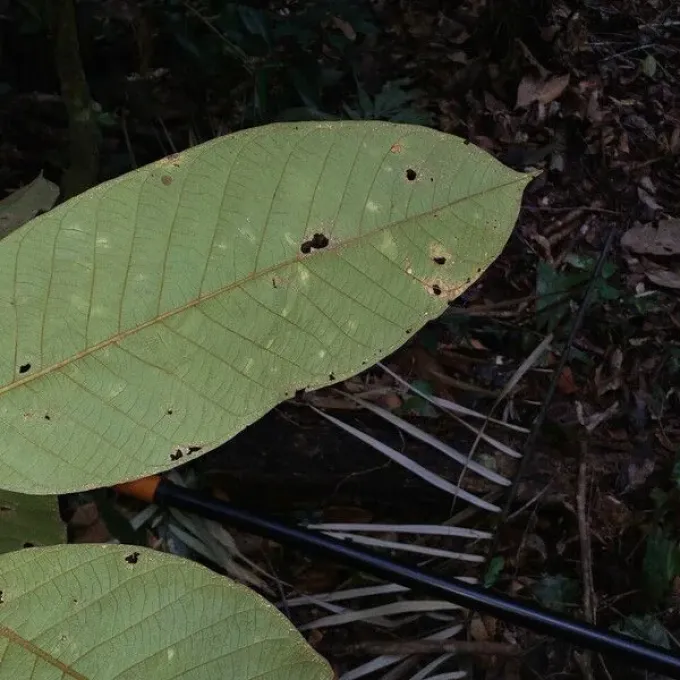 Swartzia panacoco