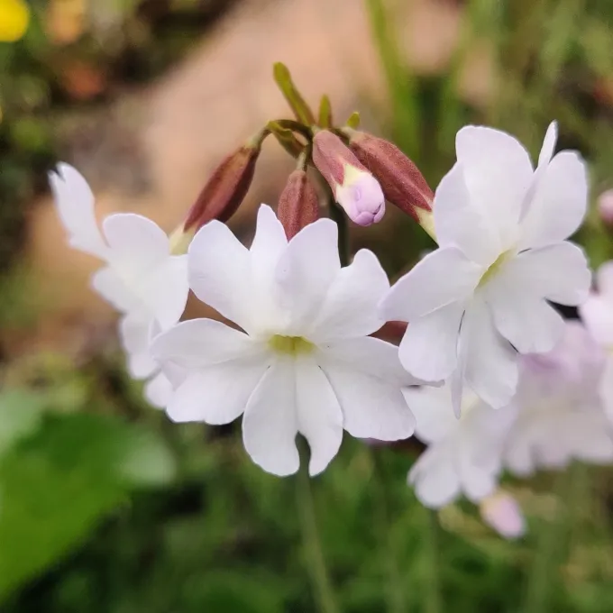 Primula munroi