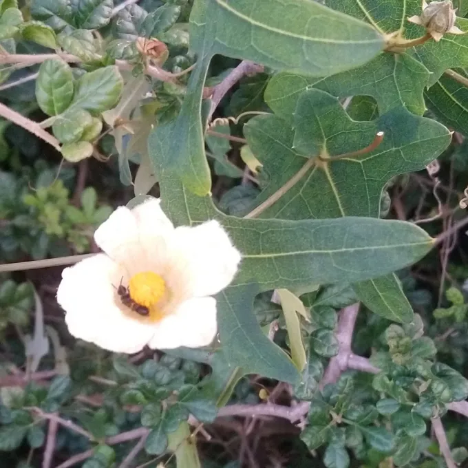 Coccinia quinqueloba