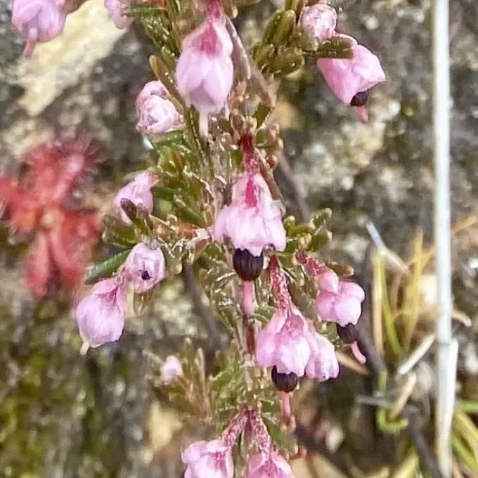Erica placentiflora