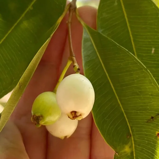 Syzygium cerasiforme