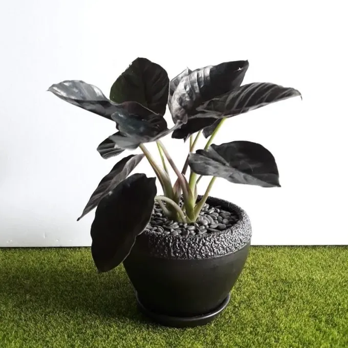 Alocasia infernalis
