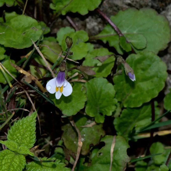 Mazus surculosus