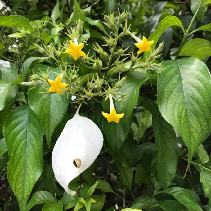 Mussaenda sanderiana