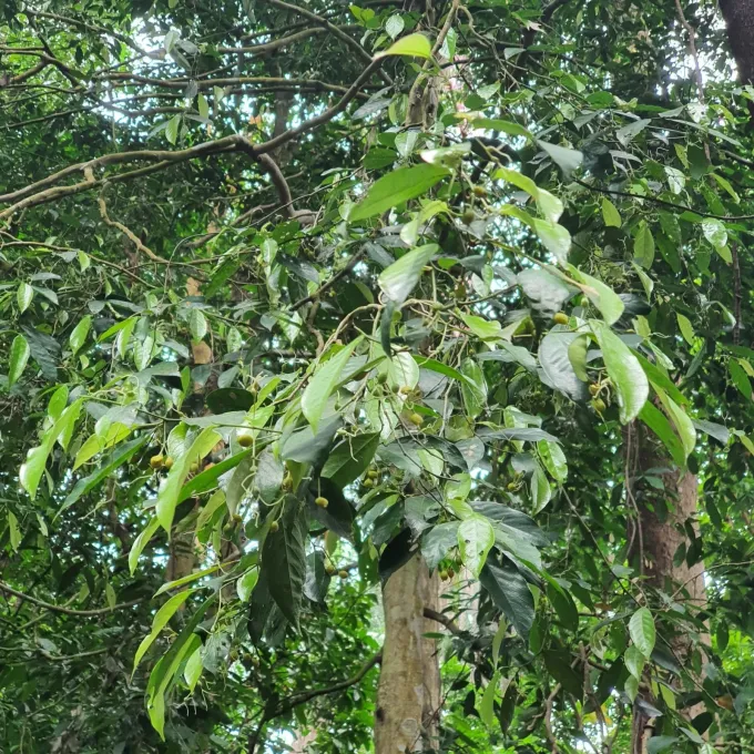 Gironniera parvifolia