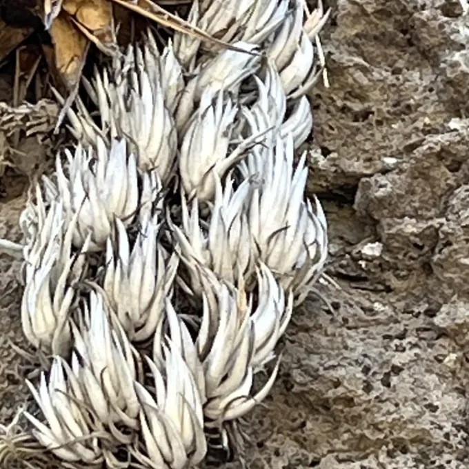Tillandsia mitlaensis