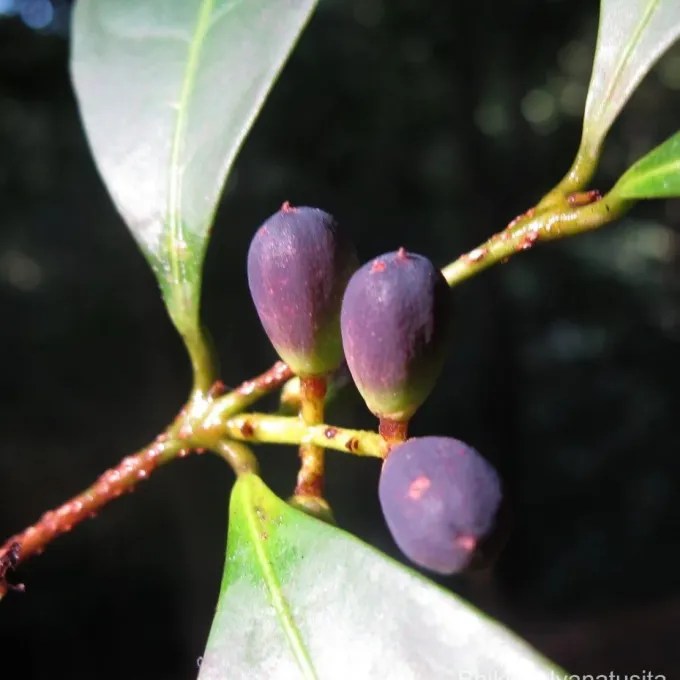 Chionanthus albidiflorus
