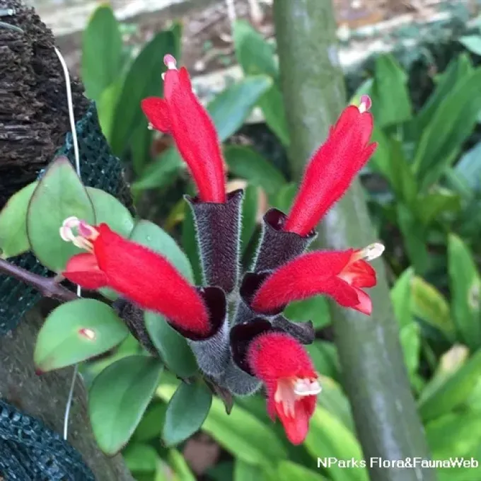 Aeschynanthus wallichii