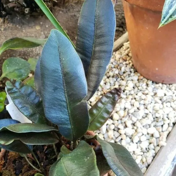 Elaphoglossum latifolium