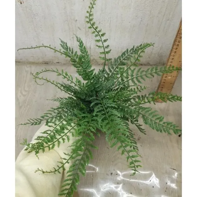 Asplenium thunbergii