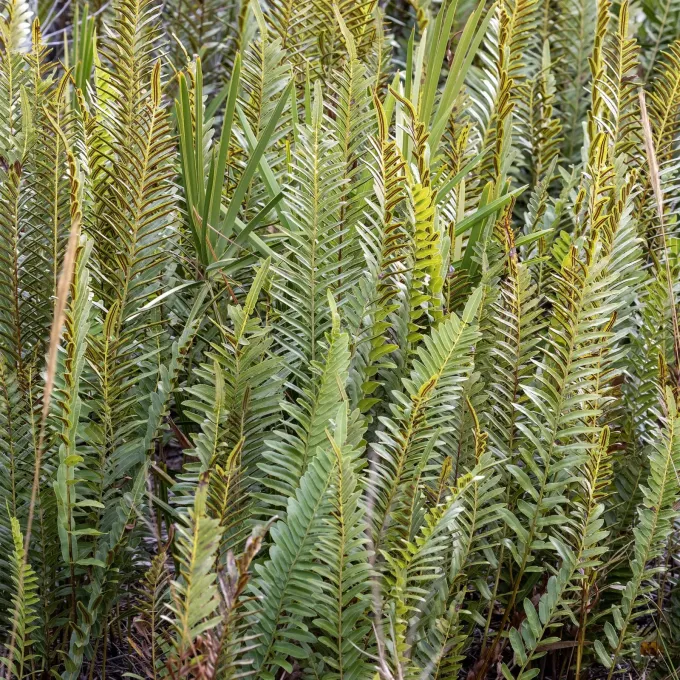 Swamp fern