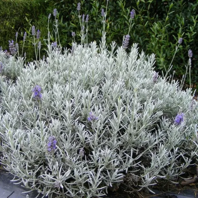 Chaytor Lavender
