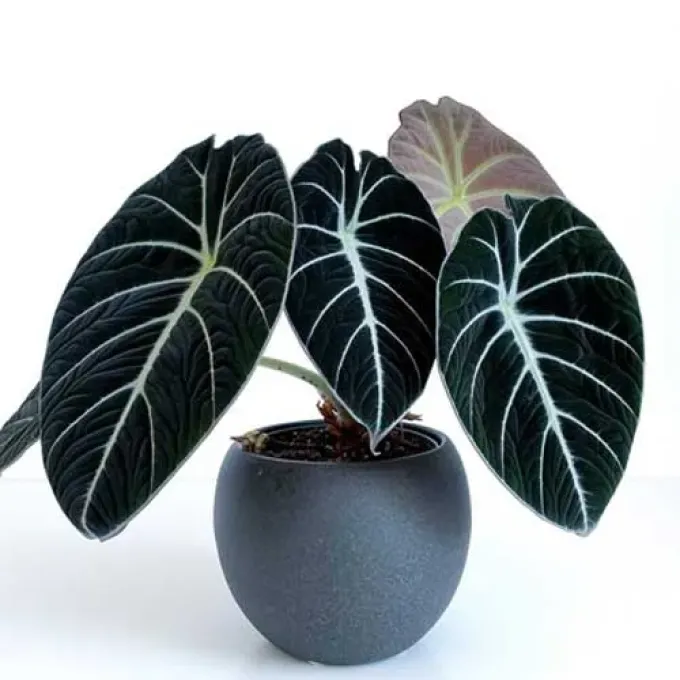 Alocasia reginula