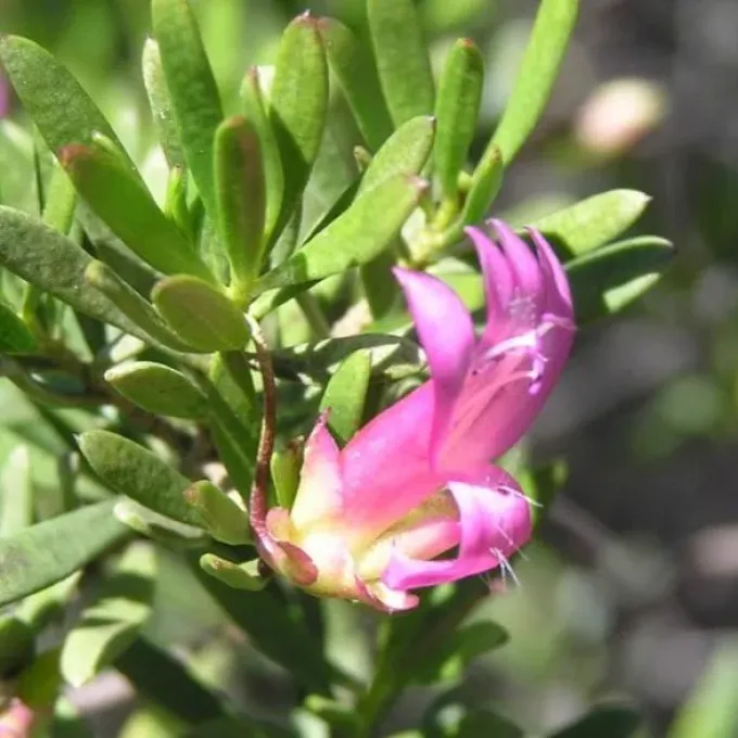 Eremophila racemosa