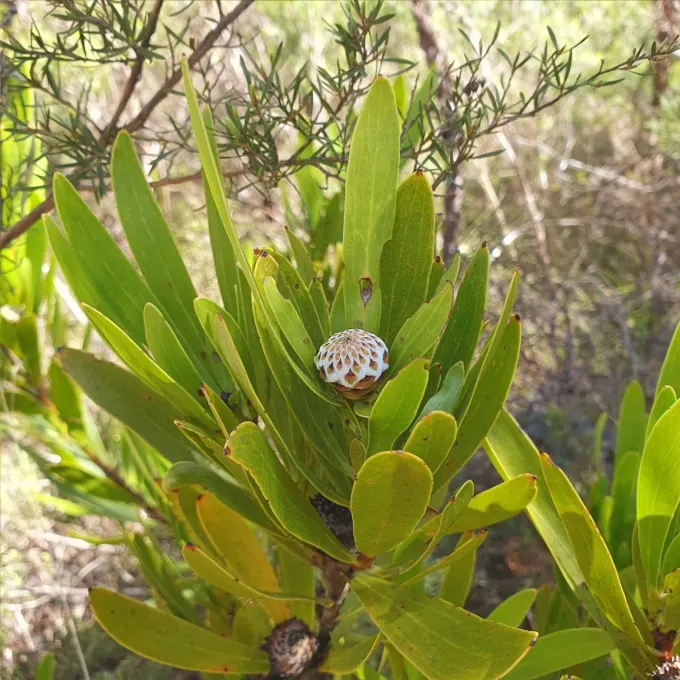 Fletcher's conebush