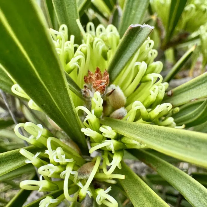 Hakea corymbosa