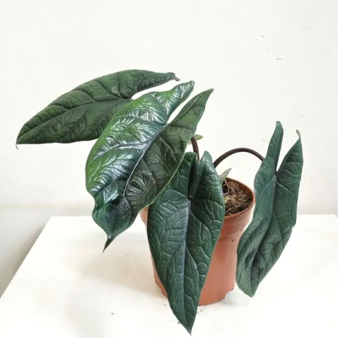 Alocasia scalprum