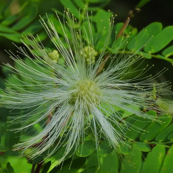 Zapoteca caracasana