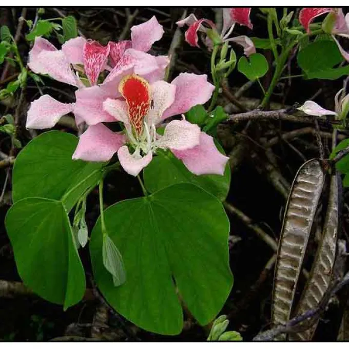 Bauhinia richardiana