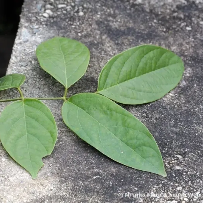 Kunstleria ridleyi