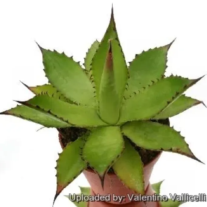Agave polyacantha