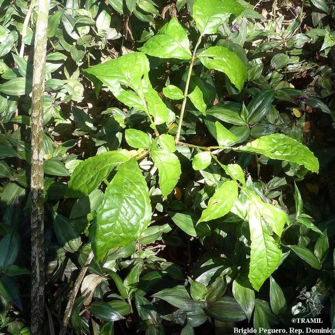 Dracontium polyphyllum