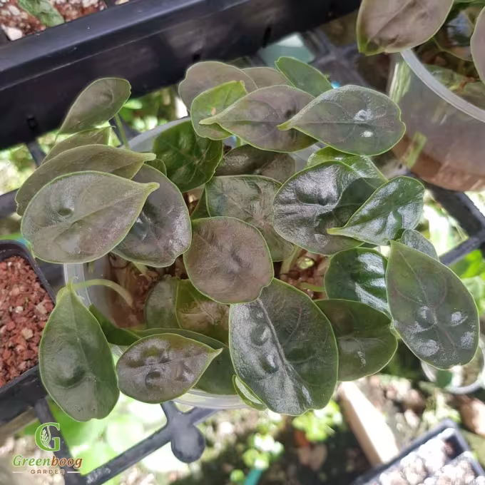 Alocasia puber