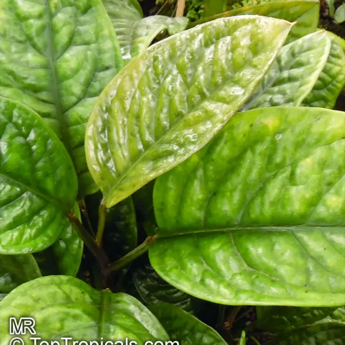 Culcasia mannii
