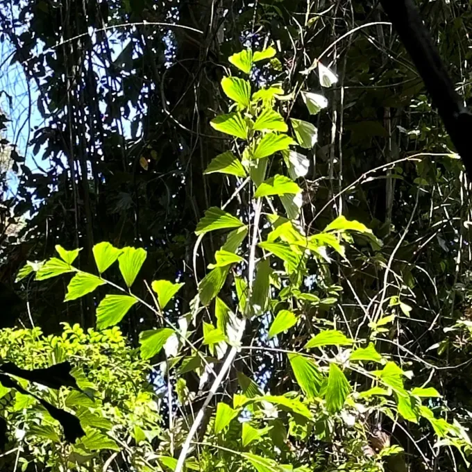 Korthalsia polystachya