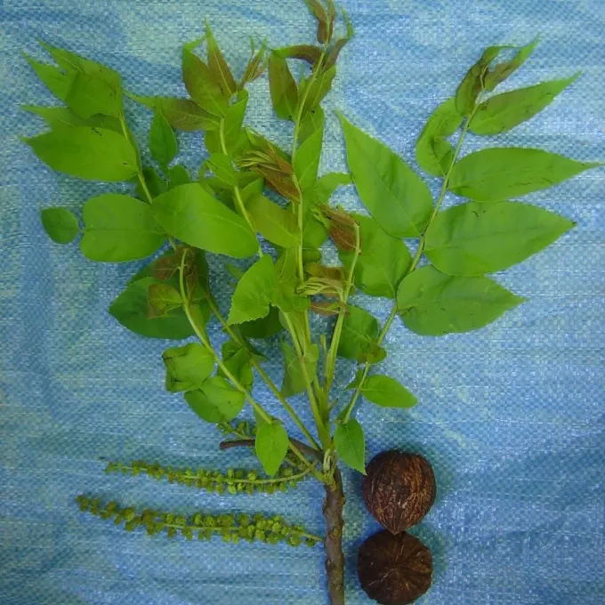 Bolivian walnut