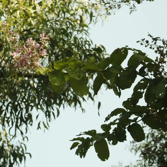 Lagerstroemia duperreana