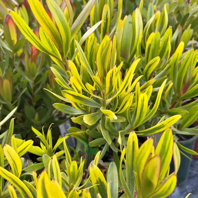 Leucadendron gandogerii x spissifolium