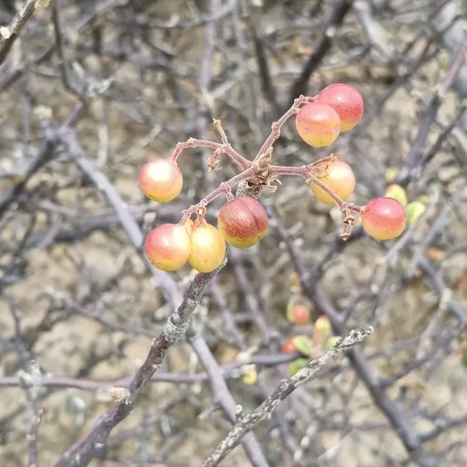 Bursera hindsiana
