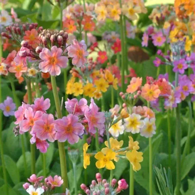 Bulley's primrose