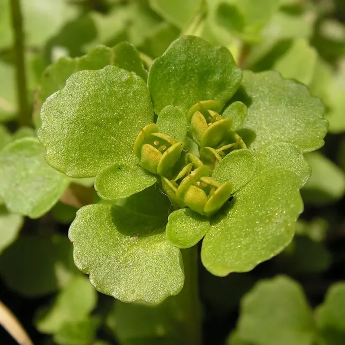 Chinese golden-saxifrage