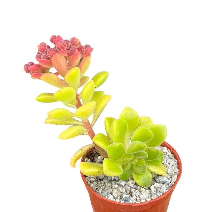 Aeonium lindleyi