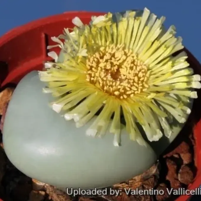 Argyroderma crateriforme