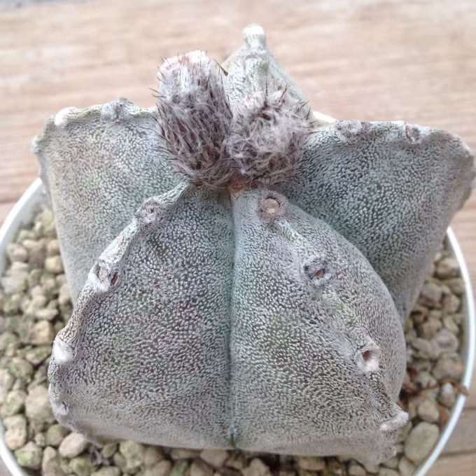 Astrophytum coahuilense