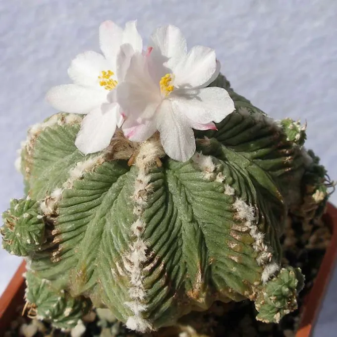 Aztekium hintonii