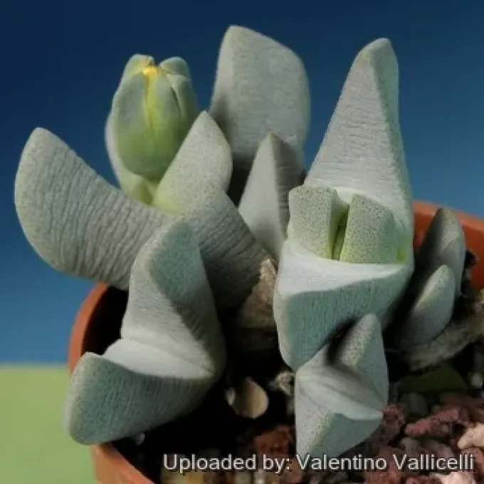 Cheiridopsis caroli-schmidtii