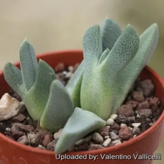 Cheiridopsis gamoepensis