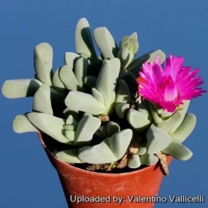 Cheiridopsis purpurea