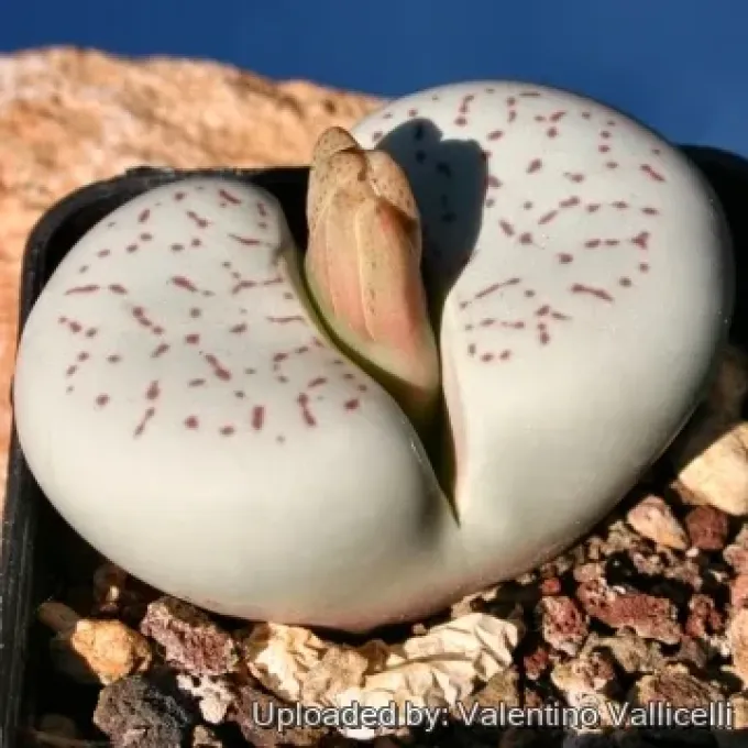 Dinteranthus vanzylii