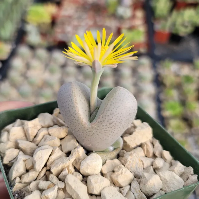 Dinteranthus puberulus