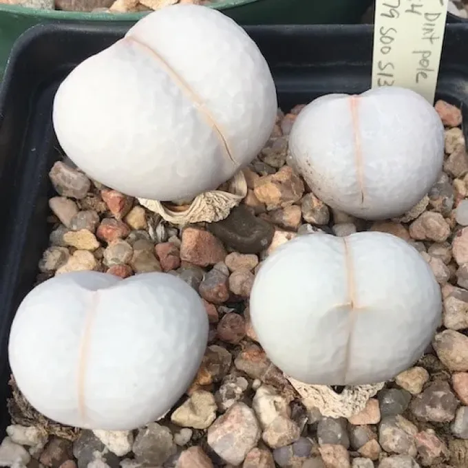 Dinteranthus pole-evansii