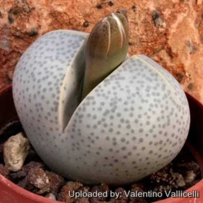 Dinteranthus wilmotianus